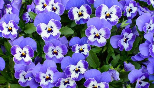 Annual Spring Plant Sale @ Taylor Conservatory | Taylor | Michigan | United States